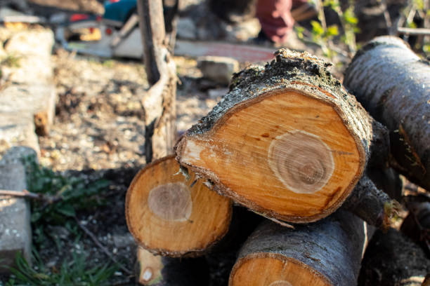 How Our Tree Care Process Works  in  Fate, TX