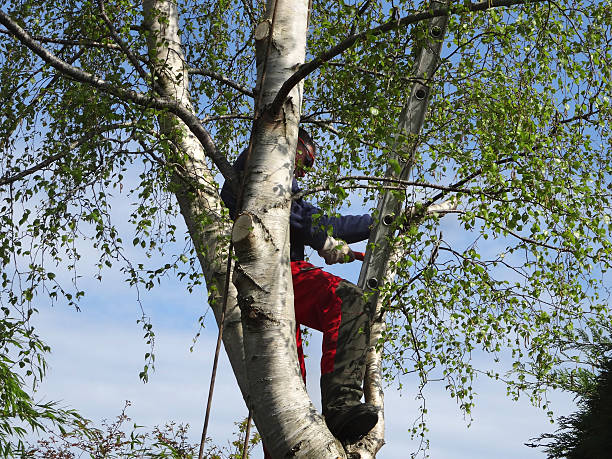 Reliable Fate, TX Tree Care Solutions